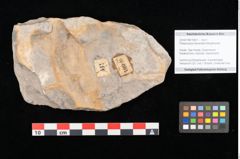 Foto (Objekt + Etikett) von Palaeocassia lanceolata Ettingshausen (NHMW-GEO-2024-0188-10601)